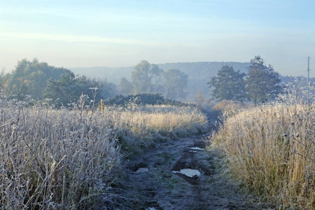 Field footpath early in the morning with hoarfrost on a grassの写真素材
