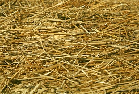 Yellow  straws form a disordered surface for monotonous backgroundの写真素材