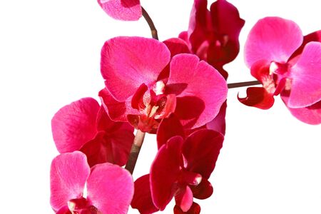  pink orchid on white backgroundの写真素材