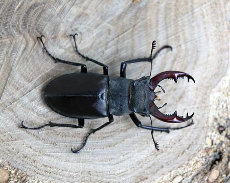 male stag-beetle on a tree cut close upの写真素材