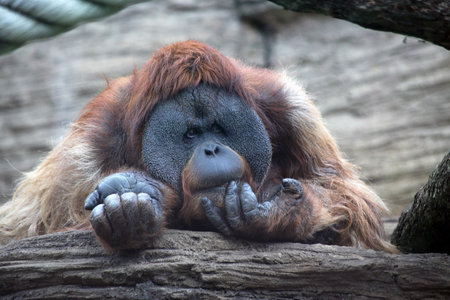 The orangutan has a rest on a tree trunk in the wild の写真素材