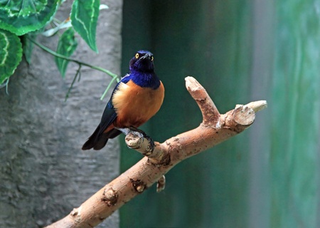 bird from the group starling tropical africa in the moscow zooの写真素材