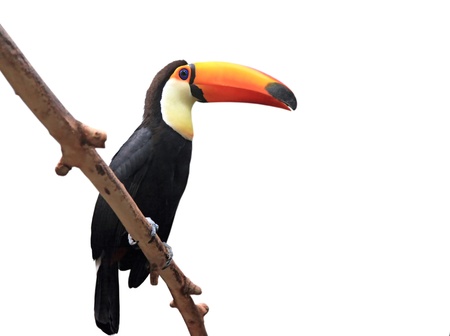 bird toucan of the Amazonian jungle in the moscow zooの写真素材