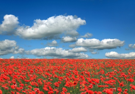 Field of poppies with beauty blue sky の写真素材