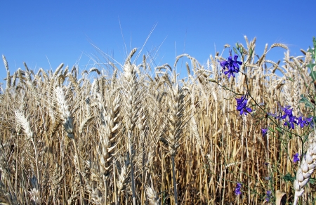 close up of ripe wheat ears against sky. soft focus の写真素材