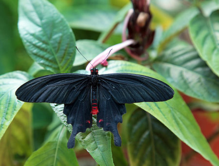 beautiful bright tropical butterfly among green plantsの写真素材