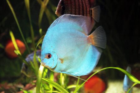 bright tropical fishes in an aquarium among algas の写真素材