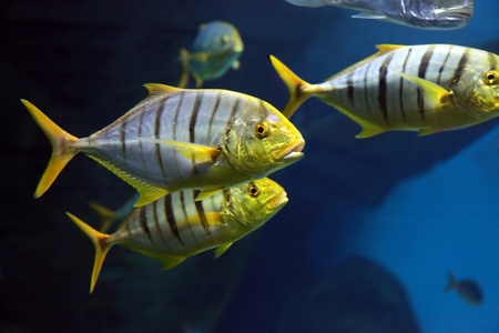 bright tropical fishes among corals of the Red Sea  の写真素材