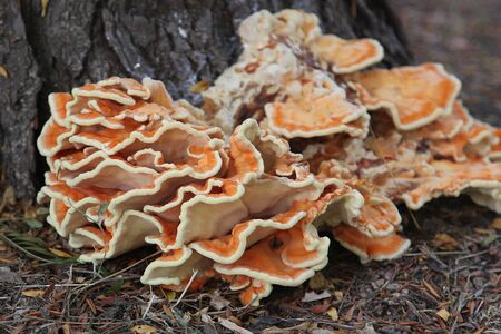 Bright orange sponk growing on a treeの写真素材
