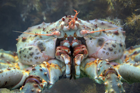 Kamchatka King crab in the waters of the Pacific oceanの写真素材