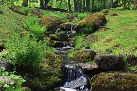 Forest stream. Mountain stream among the green. Mountain stream among the mossy stonesの写真素材