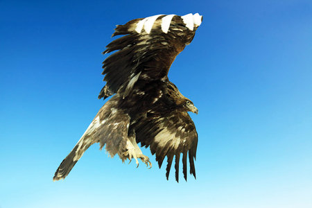 flying hawk attack detail on the background of blue sky