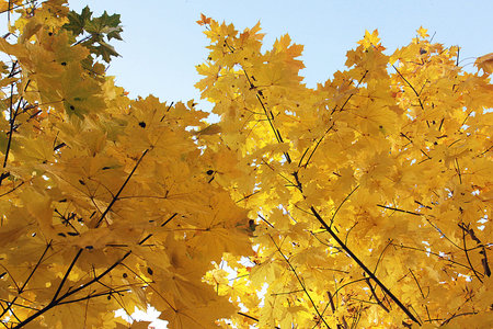 View of maple tree with bright yellow and orange leaves on branches with blue sky in background in...