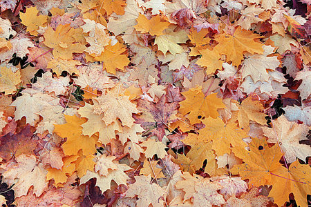 Autumn leaves on the ground. Fallen autumn maple leaves lying in the park