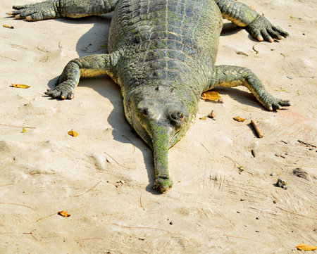 Crocodile