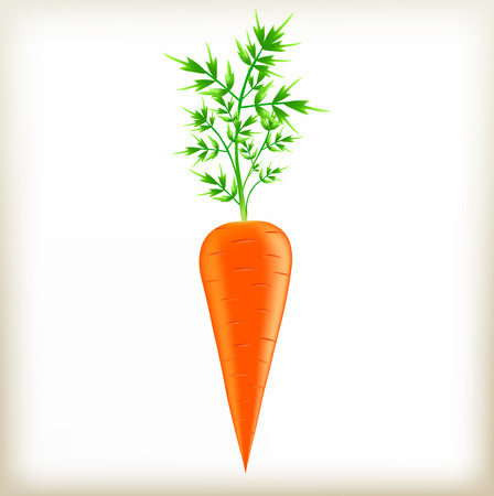 Carrot a vegetable, a green tops of vegetable, an orange root crop, fresh food, a garden plant, crude carrots, healthy food, the isolated vegetableのイラスト素材