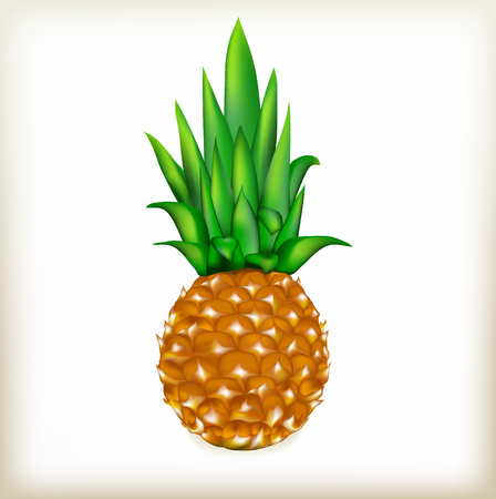 Pineapple ripe, tropical fruit, a green leaf, a sweet fruit, an exotic plant, grows in southern latitudes, a natural food, healthy food, a tasty forage, the isolated object, an edible subject,のイラスト素材