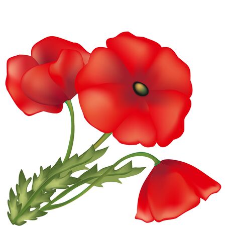 Red poppies, green plants, vector flower, wildlife, green leaf, decorative element, long stalk, scarlet petals, buds in a bouquet, a flora element,のイラスト素材