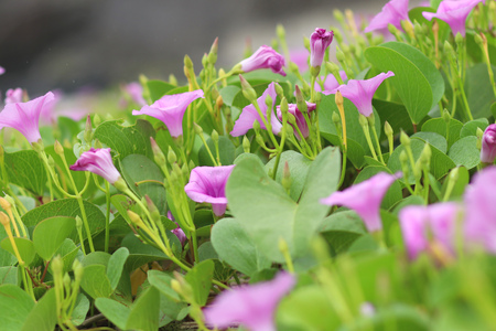 Green Island Flowerの写真素材