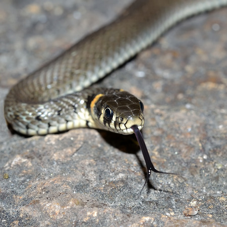 Grass-snake lying on stoneの写真素材