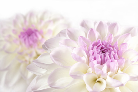Macro photo of Chrysanthemum flower.の写真素材