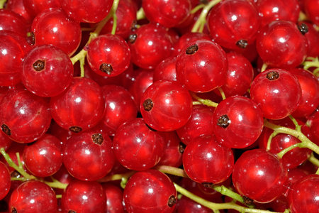 Fresh redcurrant close up as background