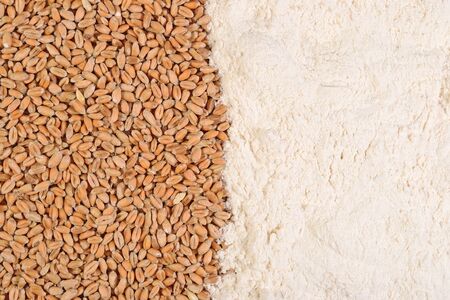 Wheat grains and white flour as backgroundの写真素材