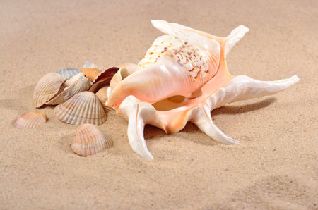 Seashells close-up on a sand background