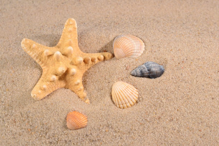 Starfish and seashells close-up on a sand background