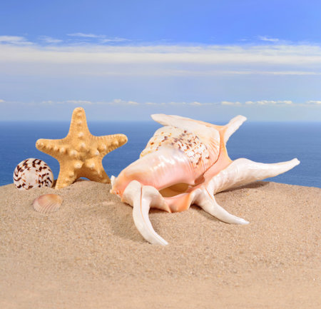 Seashells and starfish in a beach sand against the background of the sea