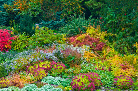 Garden with flowers in autumn colorsの写真素材
