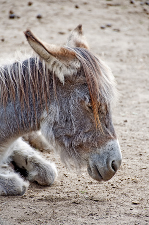 Donkey knelt down in the land restingの写真素材