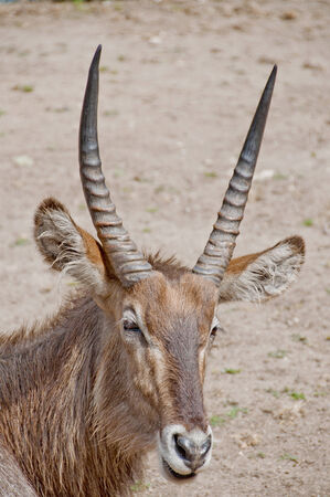 Antelope large and thick rough coat is distributed in Kenya, Tanzania, Ethiopia and Sudanの写真素材