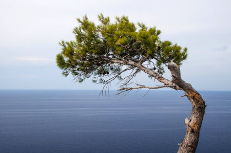 ? Lone tree with sea views in Mallorca Espa? Aの写真素材