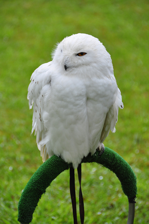 Portrait of snowy owl sitting on ring against of green treesの写真素材