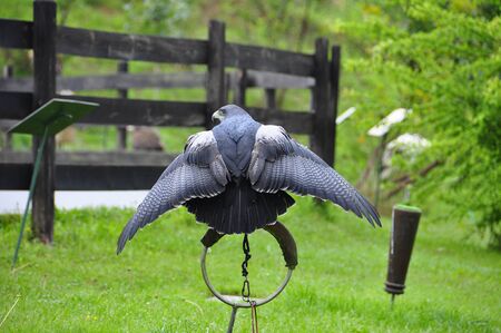Grey Buzzard in captivity for falconry trained with wings raised I drafted and presented to flyの写真素材