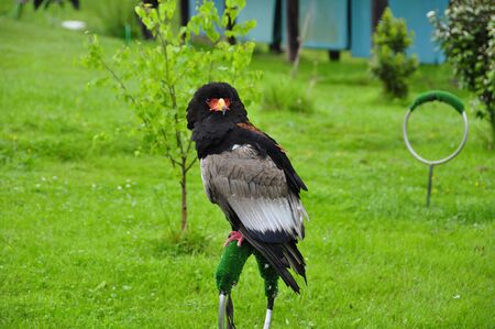Bateleur Eagle/ Terathopius ecaudatus/  named because of their exceptional abilities to fly and maneuver in the air, higher than normal among raptors flying opencastの写真素材