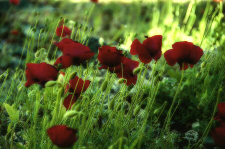 A blur of red poppies on green backgroundの写真素材