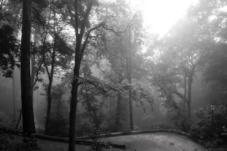 Remote green forest in morningの写真素材