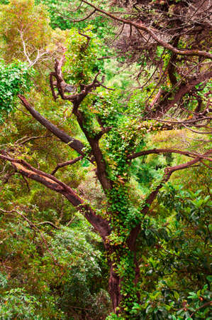 Leafless tree in summer forest in sunlightの写真素材