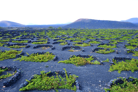 Geria vineyards on the island of Lanzarote next to a roadの写真素材