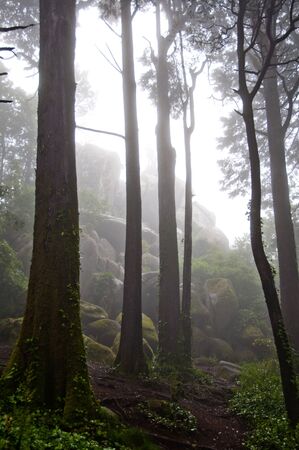 Remote green forest in morningの写真素材