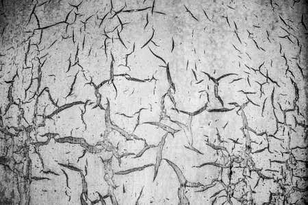 Black and white close-up of textured gray tree barkの写真素材