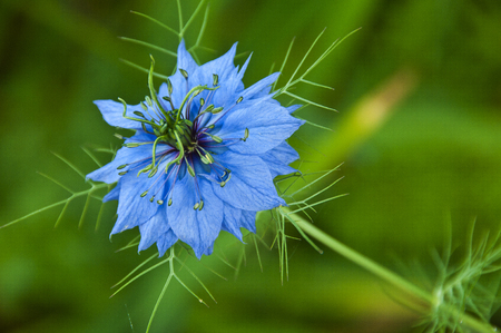 Close-up of beautiful bright blue flower against of green backgroundの写真素材