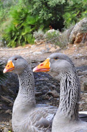 Close-up of two domestic grey geese against of forest in daylightの写真素材