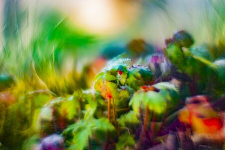 Bokeh with wild plants with much colorful almost totally defocusedの写真素材