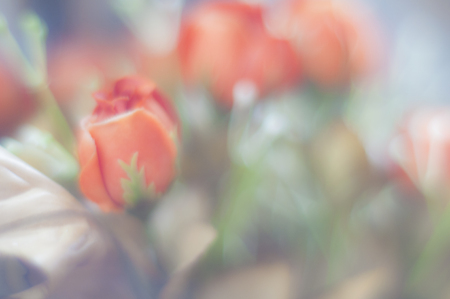 Beautiful bokeh of red roses of plasticの写真素材