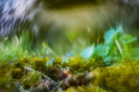 Bokeh with wild plants with much colorful almost totally defocusedの写真素材