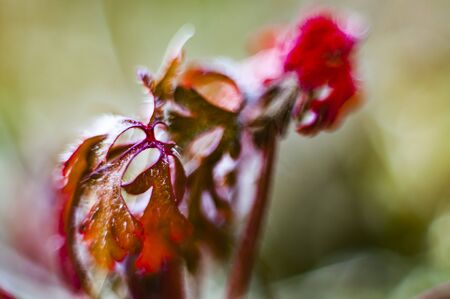 Bokeh with wild plants with much colorful almost totally defocusedの写真素材
