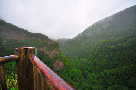 Vegetation by the footpaths of the island of the palm in the canary islands of spainの写真素材